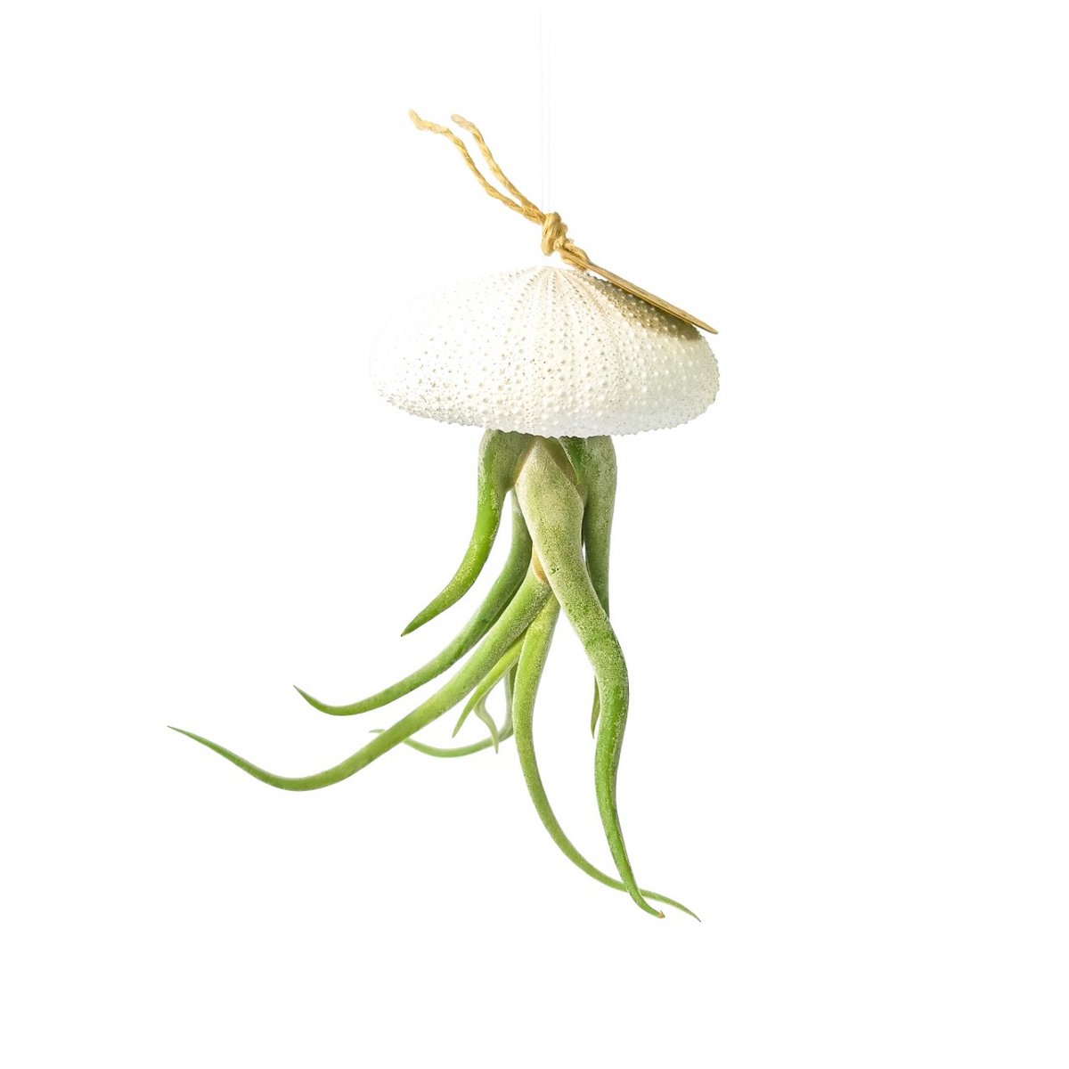 Air Plant Anhänger-Sea Reg mit Tillandsia Caput Medusae-White
