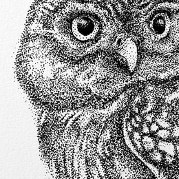 Lille ugle wallsticker