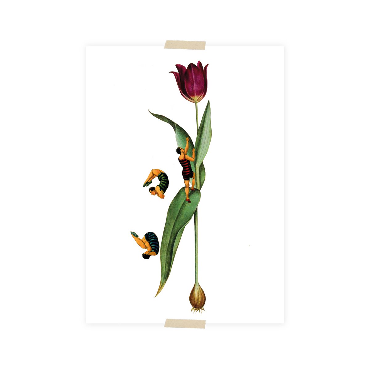 Postal collage tulipán con resortes