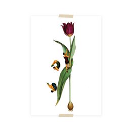 Postkort collage tulipan med springers