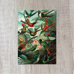 Colorful postcard featuring a vibrant illustration of hummingbirds and tropical foliage.