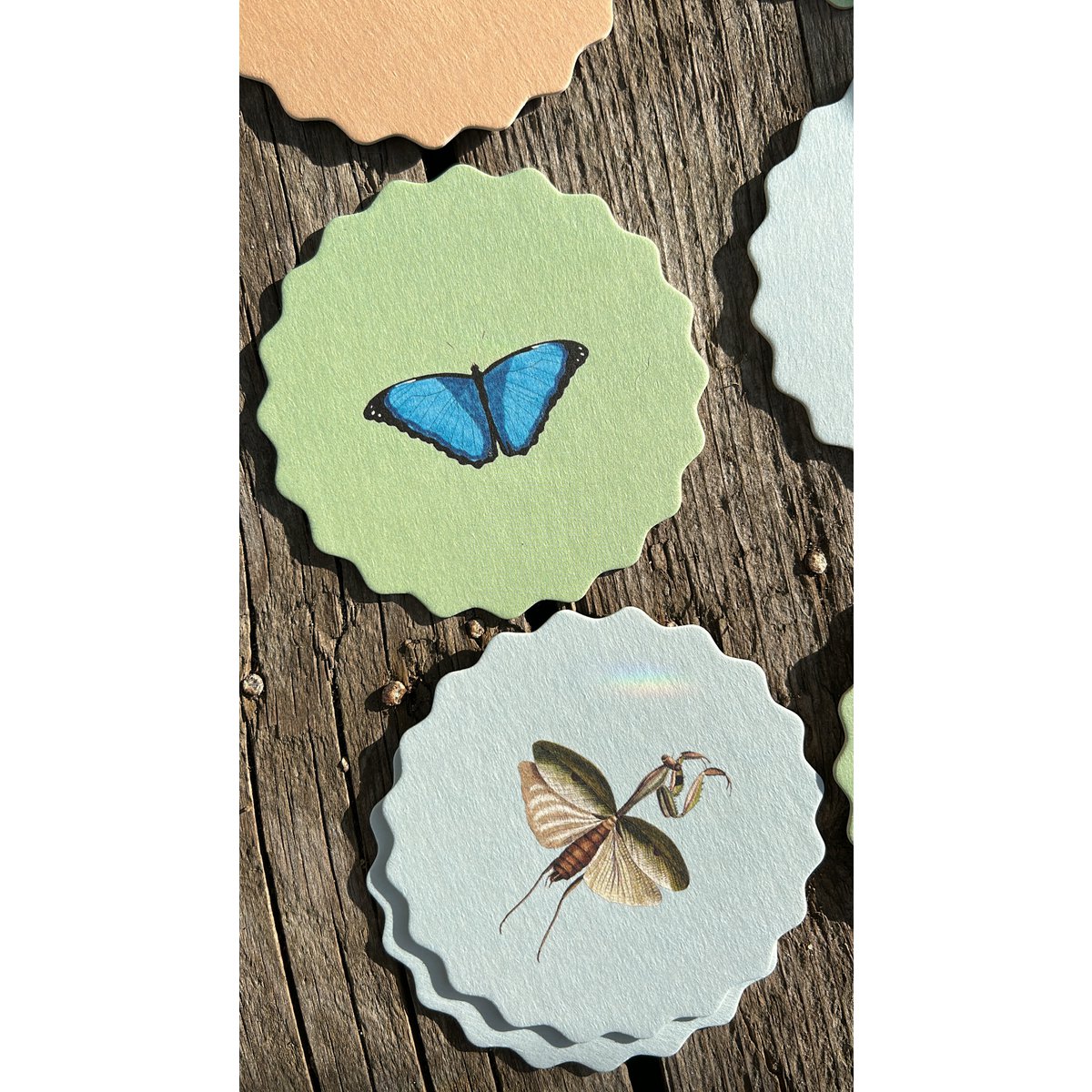 Coasters 10 motiver insekter - 12 sæt