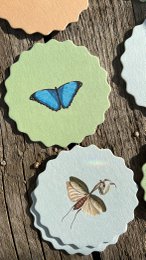 Coasters 10 motiver insekter - 12 sæt