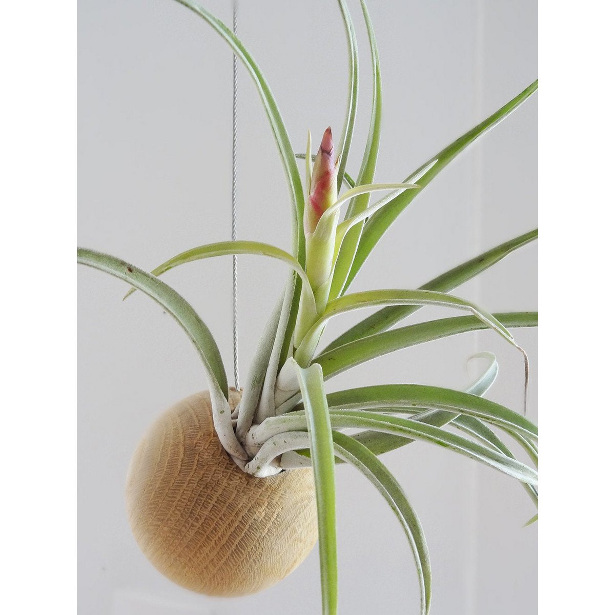 Tillandsia Harissii