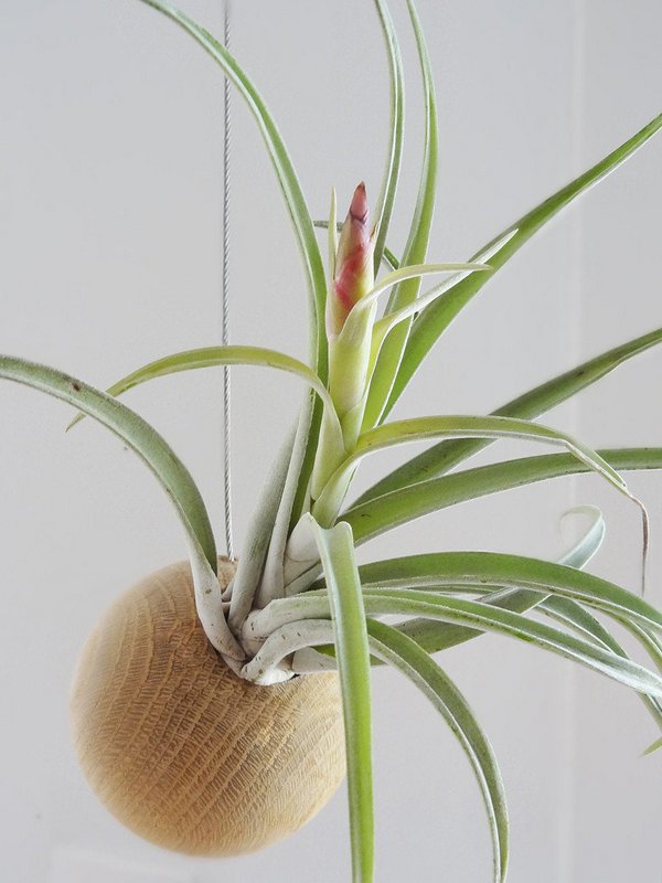 Tillandsia Harissii