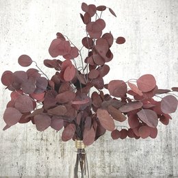 Eukalyptus rød