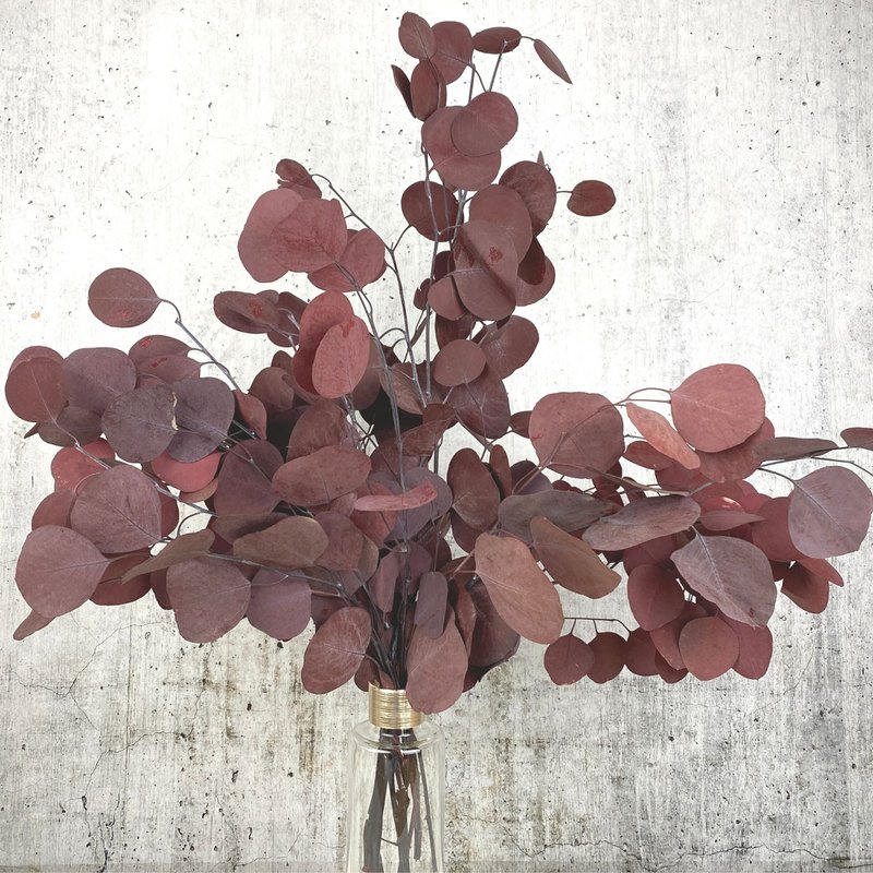 Eukalyptus rød