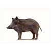 Postkarte | Wildschwein