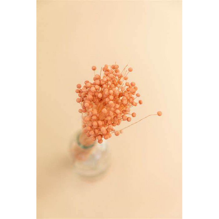 Gedroogde Pinky-knop