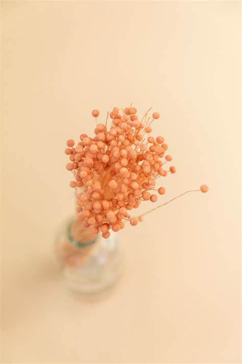 Suszony guzik Pinky