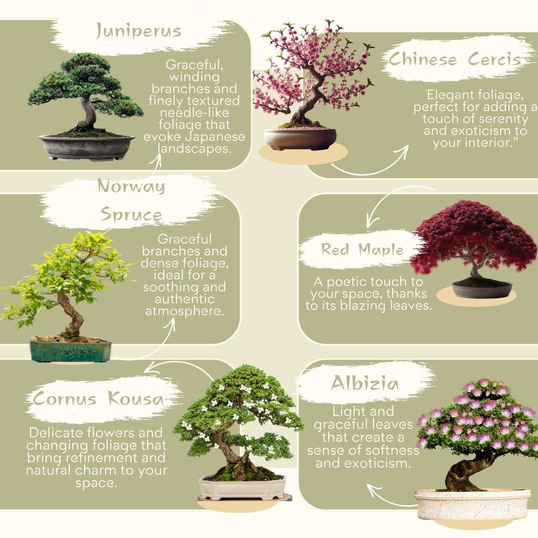 CULTIVEA® Ready to Grow Kit 6 Bonsai – Garten gestalten und dekorieren – Weihnachtsgeschenkidee (Roter Ahorn, Chinesischer Cercis, Juniperus, Liquidambar, Gemeine Fichte)