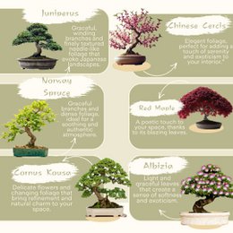 CULTIVEA® Ready to Grow Kit 6 Bonsai - Have og dekoration - Julegave-idé (Rød Mapple, Chinese Cercis, Juniperus, Liquidambar, nordmannsgran)