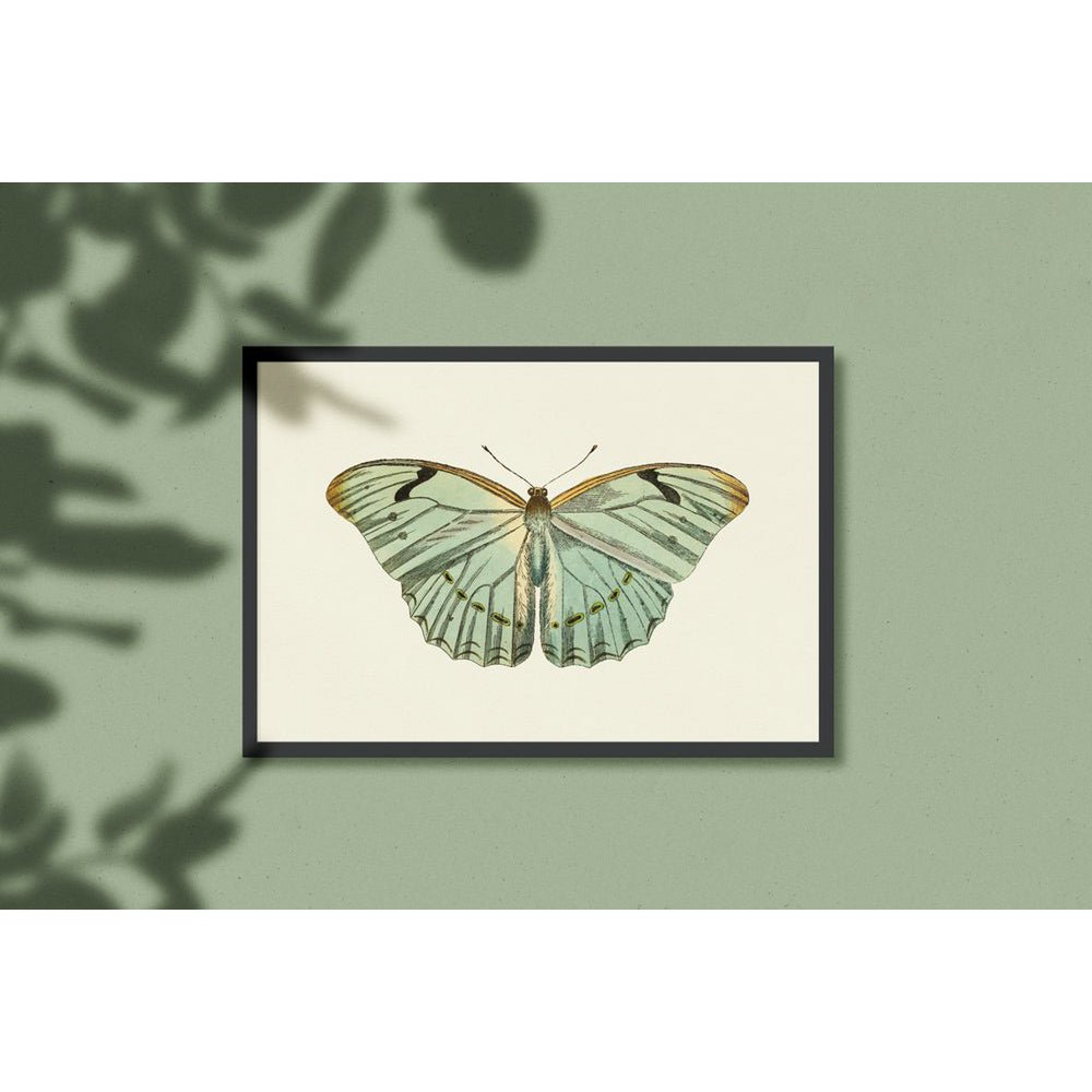 Mariposa