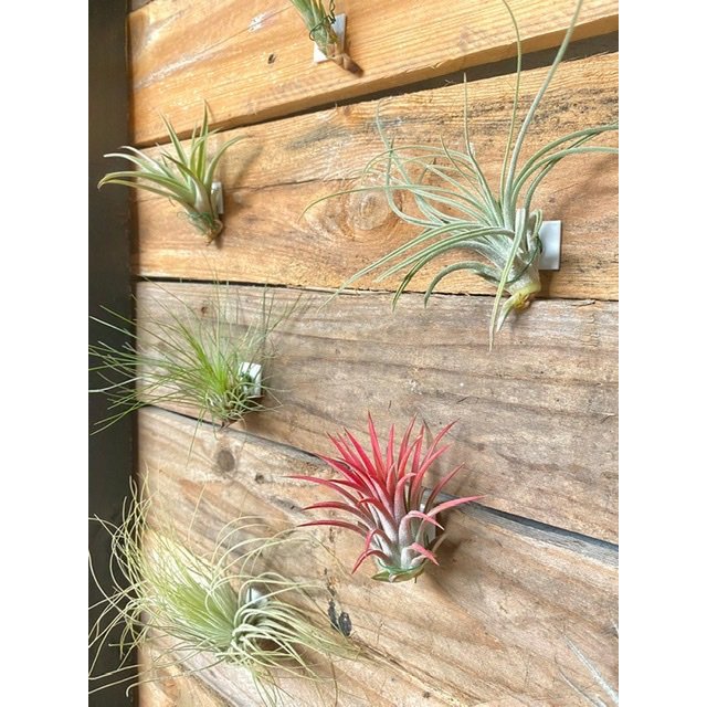 3x Plafondplakkers / airplant plakker