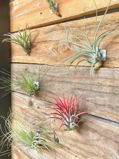 3 pegatinas de techo/pegatina de planta de aire