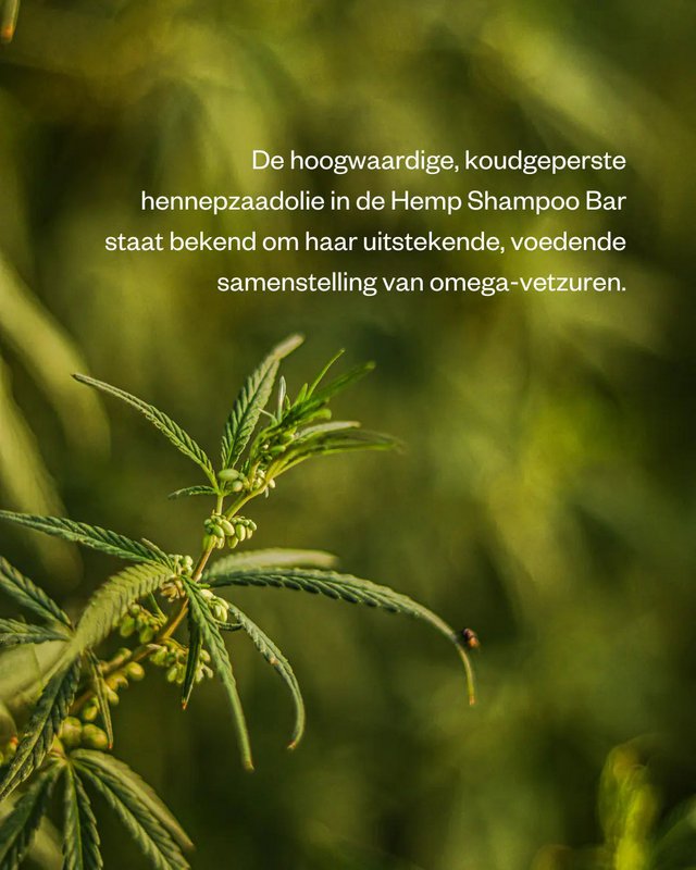 Shampoo bar Hamp - til en problematisk og tør hovedbund