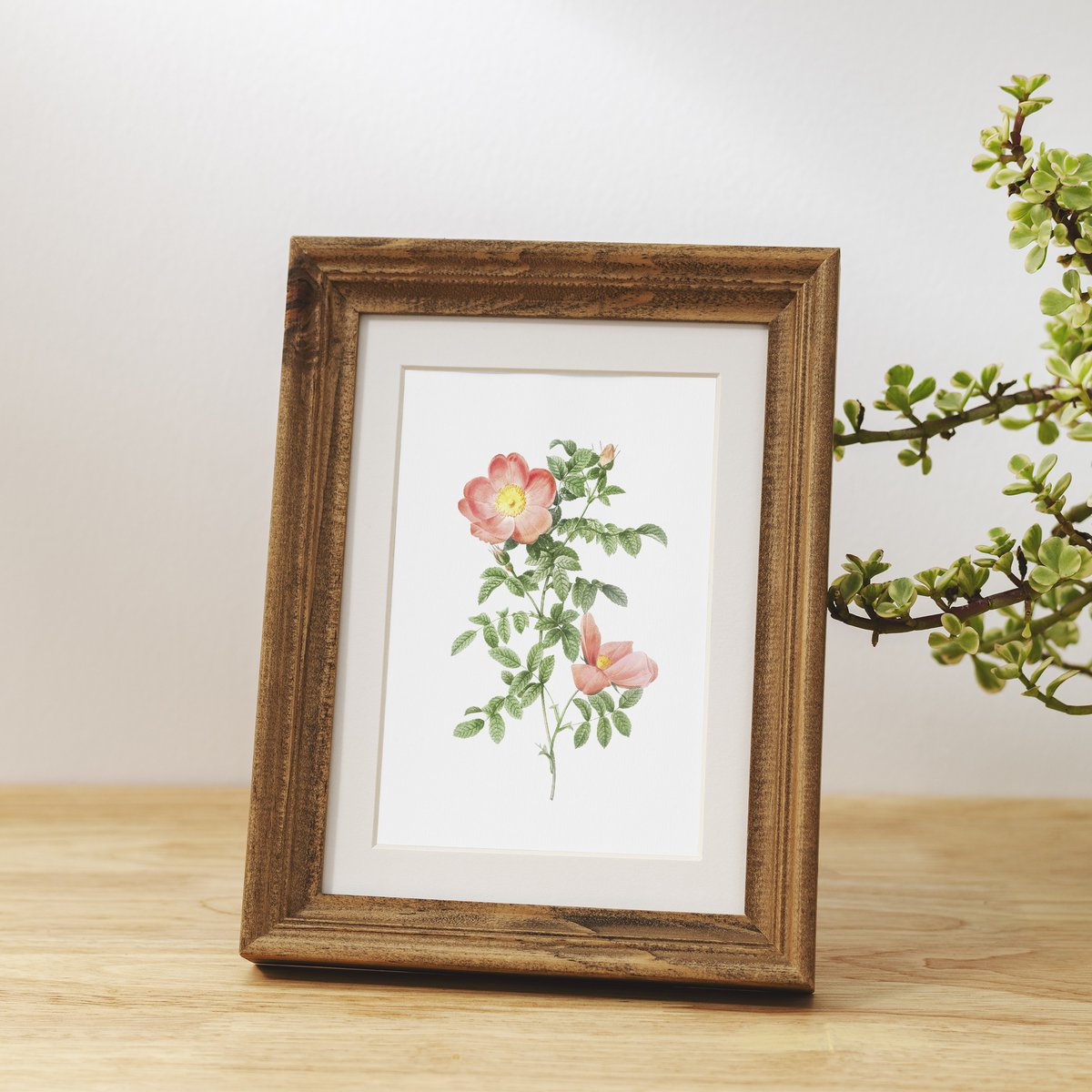 Botanische kunst print mix x16 | Vintage bloem illustratie | Kunst aan de muur