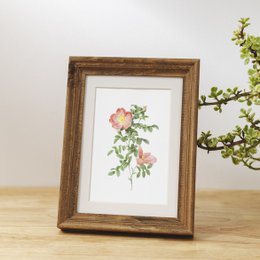 Mix di stampe d'arte botanica x16 | Illustrazione di fiori d'epoca | Decorazione artistica da parete