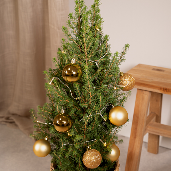 Picea Glauca Conica - Ø21cm - ↕80cm - Gold - Ø21 - ↨80cm