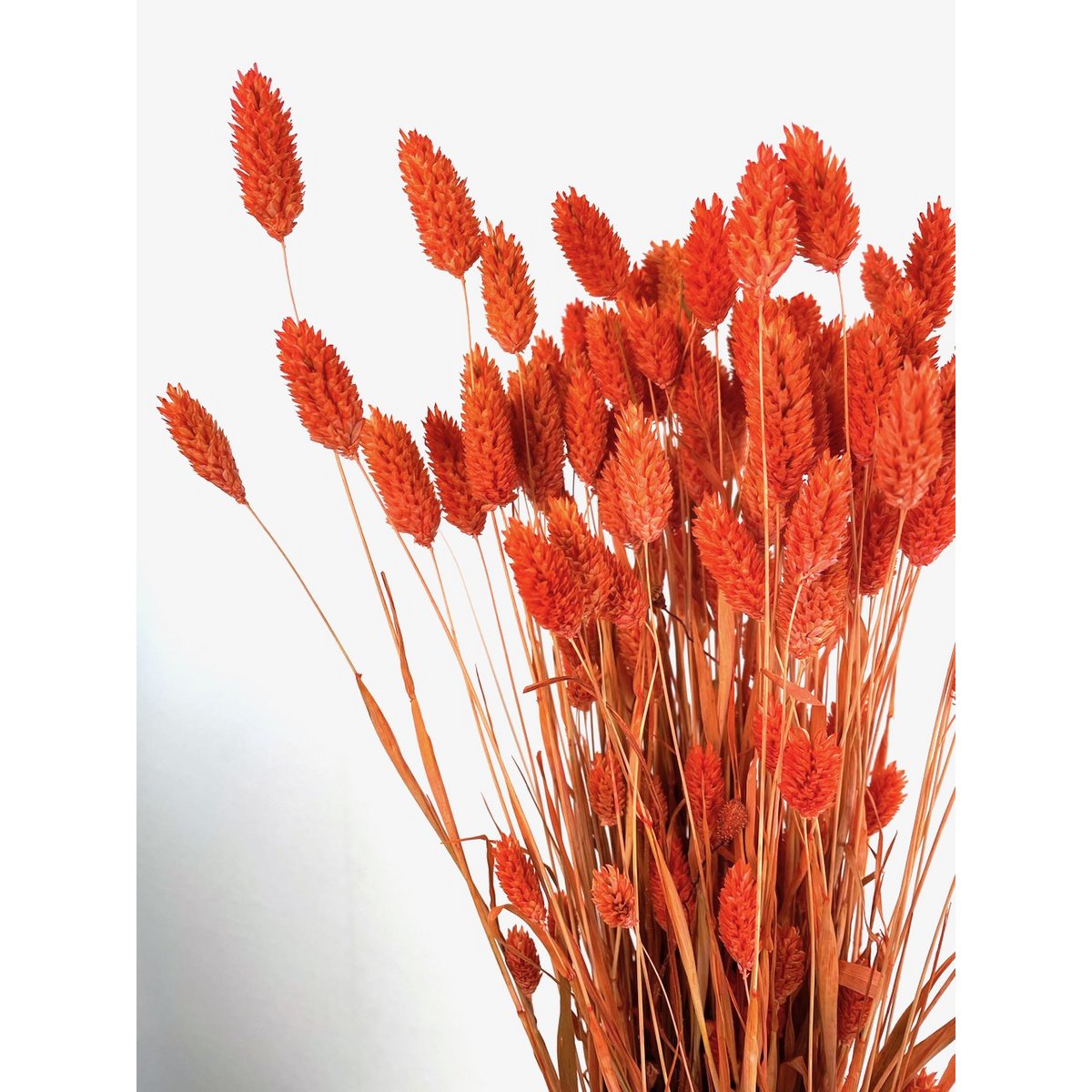 Gedroogde/geverfde phalaris, grote tros, lengte ca. 60-70cm, oranje