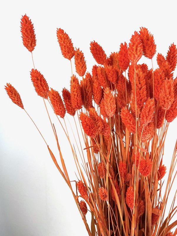 Gedroogde/geverfde phalaris, grote tros, lengte ca. 60-70cm, oranje