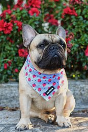 Bandana - Huelva