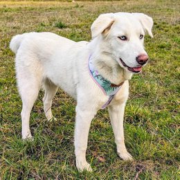 Pastel Classic Harness