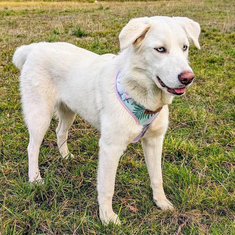 Pastel Classic Harness