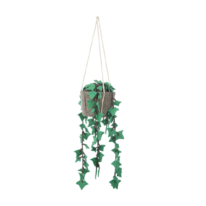 Hanging plant, hedera felix