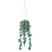 Hanging plant, hedera felix
