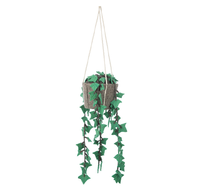 Hanging plant, hedera felix