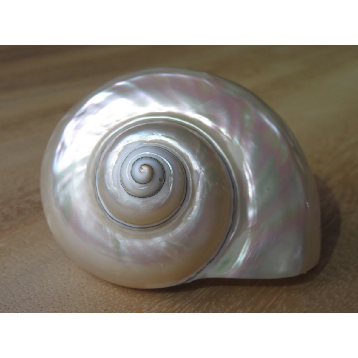 Turbo Bianco "Turbo marmoratus"