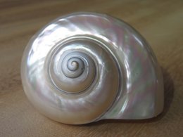 Turbo Bianco "Turbo marmoratus"