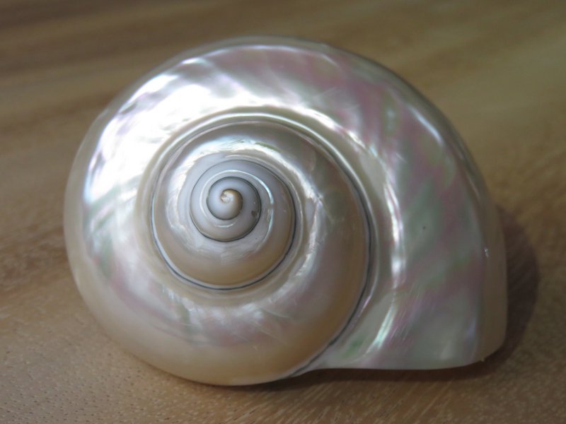 Turbo Bianco "Turbo marmoratus"