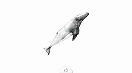 Tijdelijke tattoo: Walvis