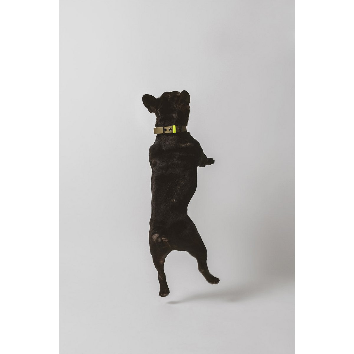 Dog collar C01