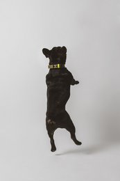 Dog collar C01
