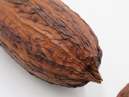 Kakaobohnen – 100 % natürlich und getrocknet