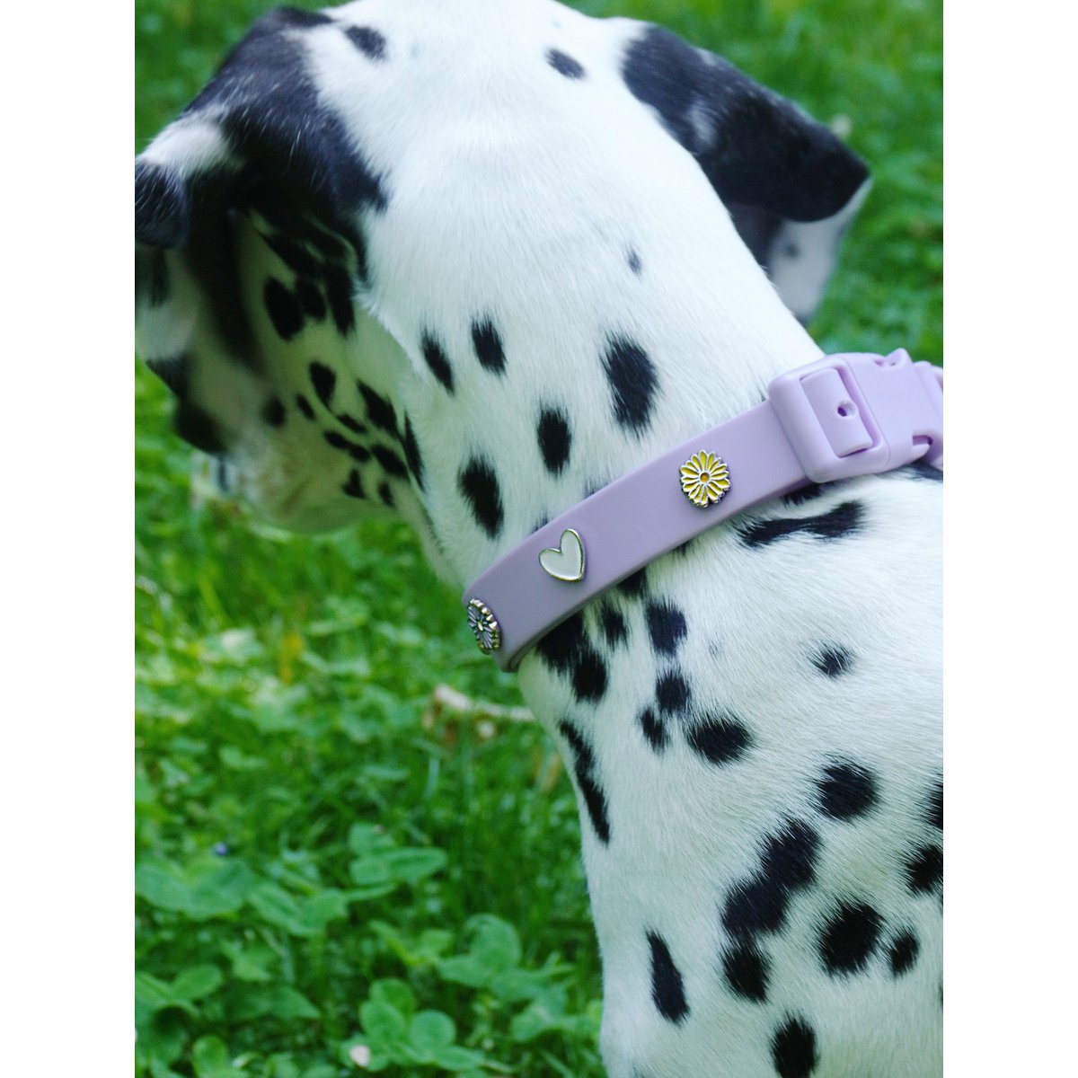 Herz Hundehalsband Anhänger