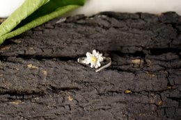Anello ramo d'argento, gioielli in argento sterling, fascia di fiori di camomilla, regalo per lei, regalo di compleanno per le donne, gioielli fatti a mano