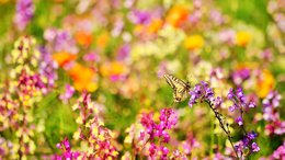 Dyrk dine egne sommerfugleblomster - bæredygtig børnehave i genbrugspose