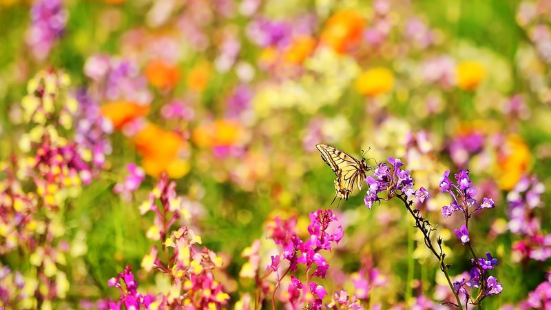 Dyrk dine egne sommerfugleblomster - bæredygtig børnehave i genbrugspose