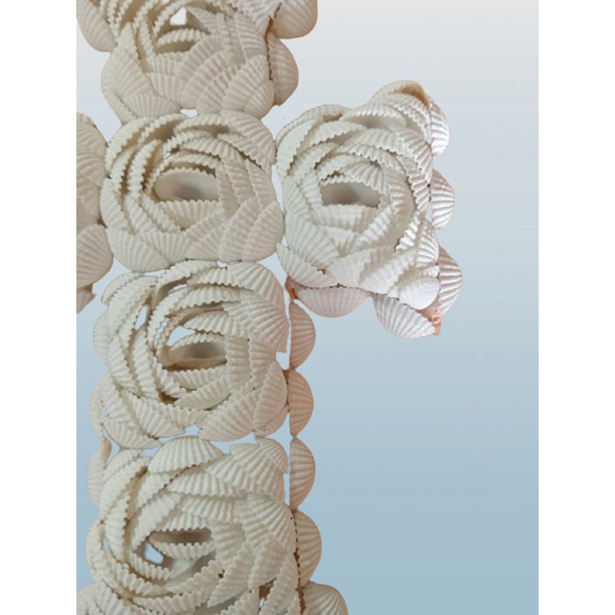 Conchas cruzadas.