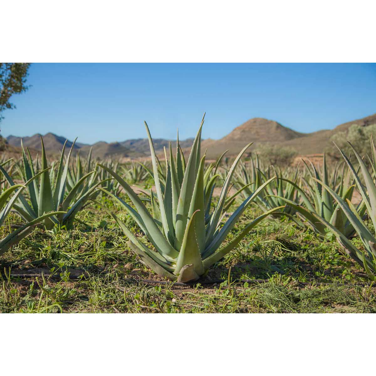 Organic aloe vera flower honey
