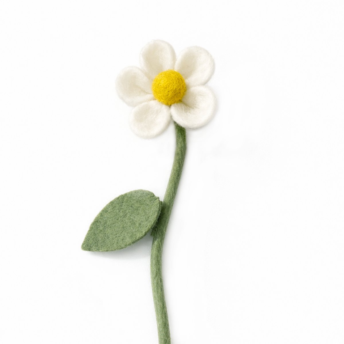 Daisy blanc