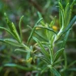 TOFILLO Rosmarin aus Kreta