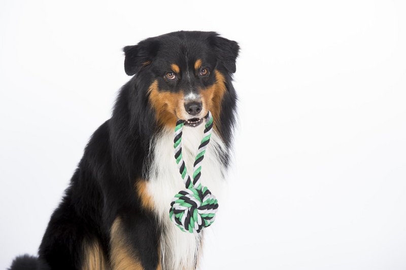 Mega slyngebold - kultlegetøj til hunde
