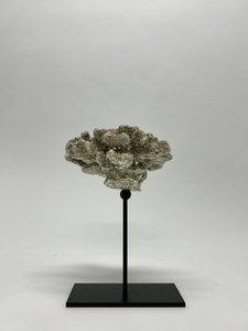 Korallenkollektion mit Metallständer (Champagnerkleur)