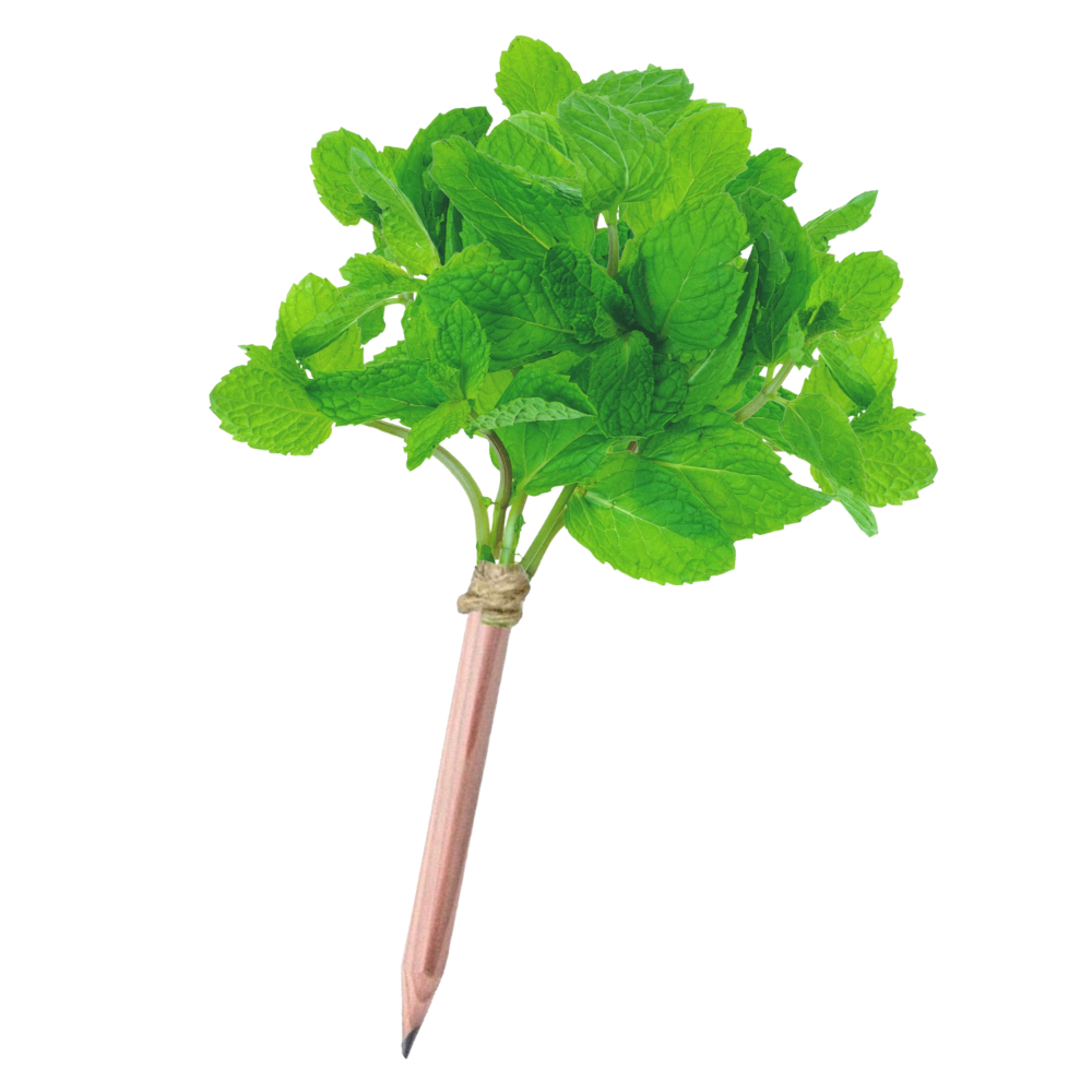 green-goose® Seedz Flower Pencil in Plantable Packaging - Mint
