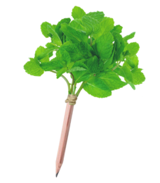 green-goose® Seedz Blomsterblyant i Plantable Emballage - Mint